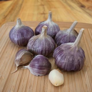 Purple Passion Fall Garlic Thumbnail